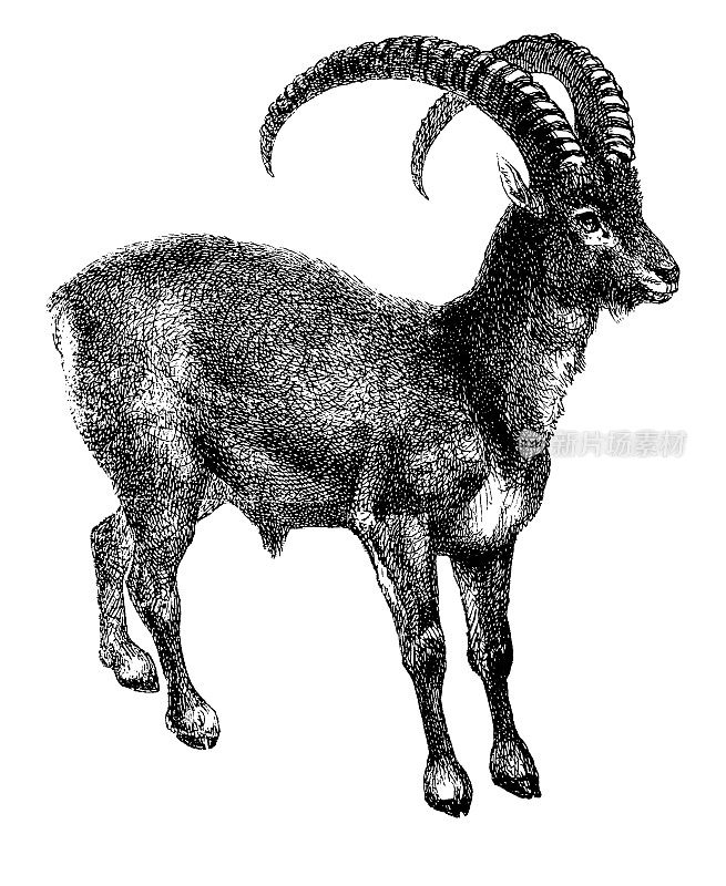 Mouflon |古董动物插图